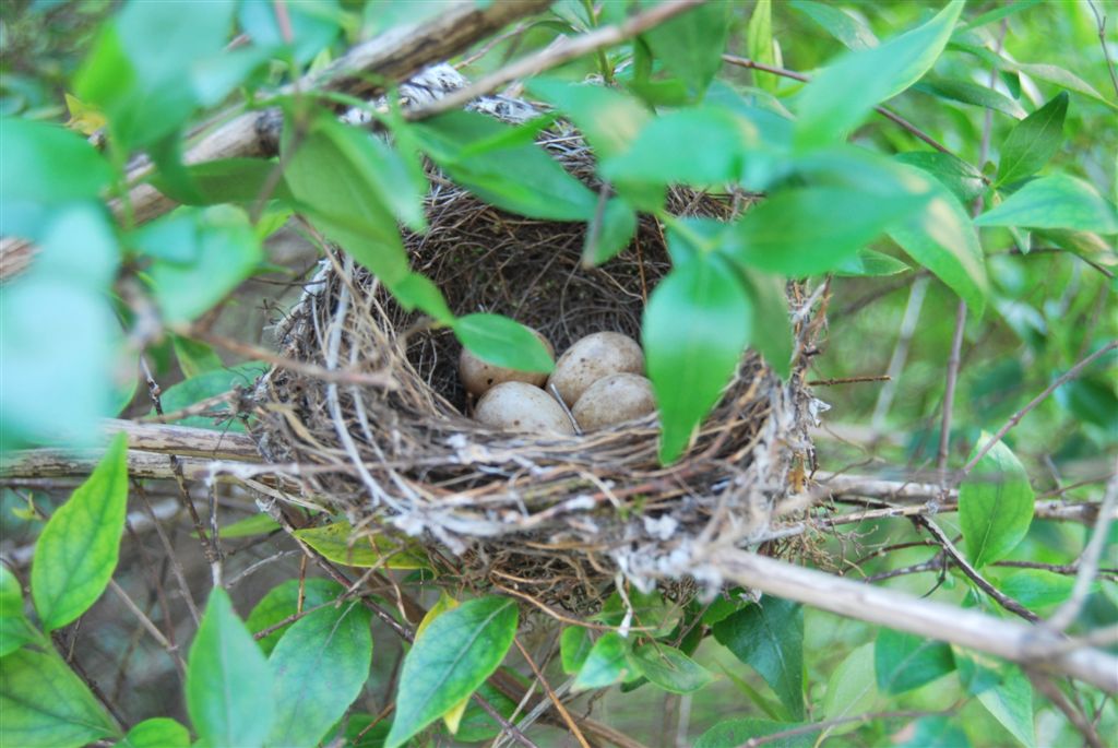 Domanda: gli uccelli sono ingrado di trasportare uova?